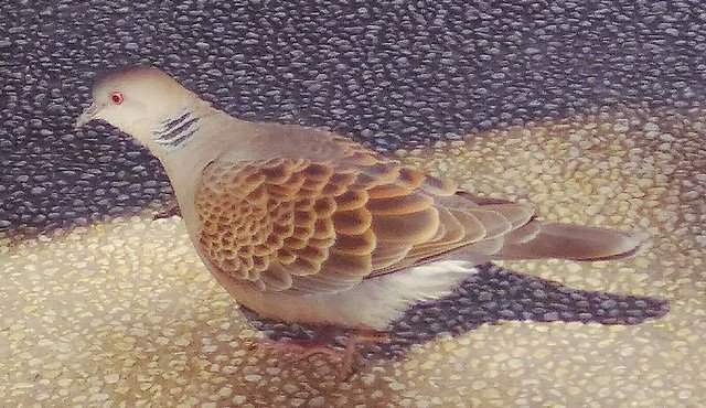 珠頸斑鳩