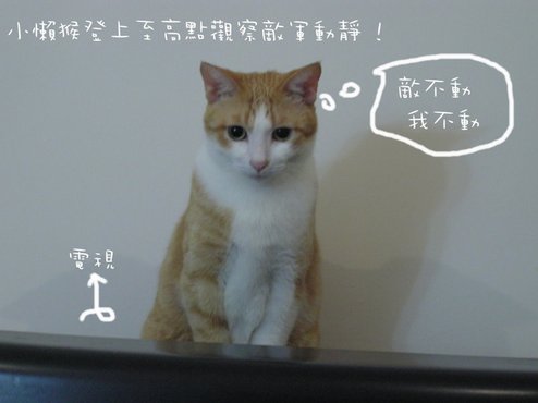 貓咪 (26).jpg