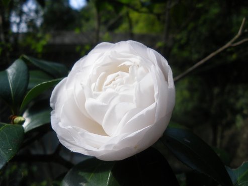 IMGP6908.jpg