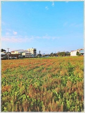 2024看花/賞花/波斯菊花田景點~台中大里夏田路附近