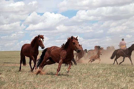 馬是何時何地被人類馴化的？古代馬 DNA 揭秘：4200 年