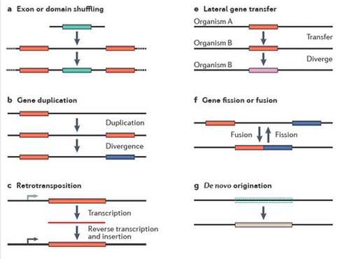 new gene originations