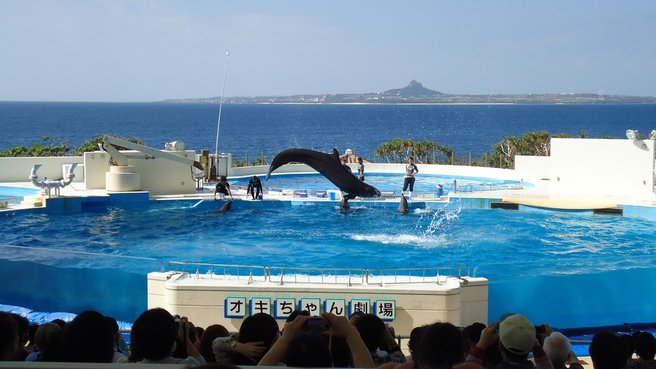 沖繩美麗海水族館海豚劇場