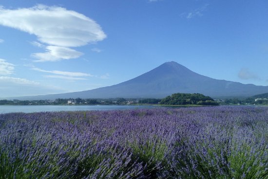 河口湖_大石公園6.jpg