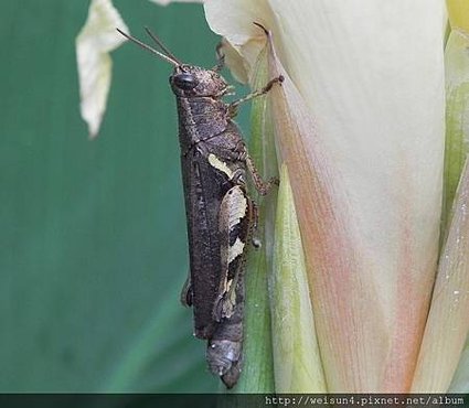 昆蟲綱_直翅目_斑腿蝗科_林蝗_竹縣-九芎湖_20120610