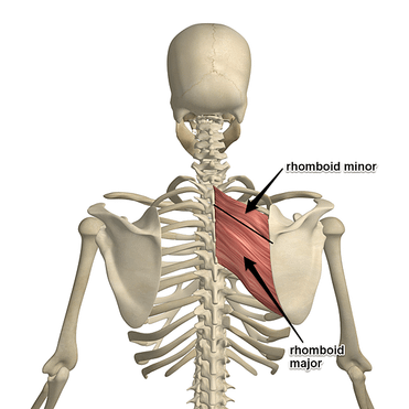 rhomboid-muscles-plain.png