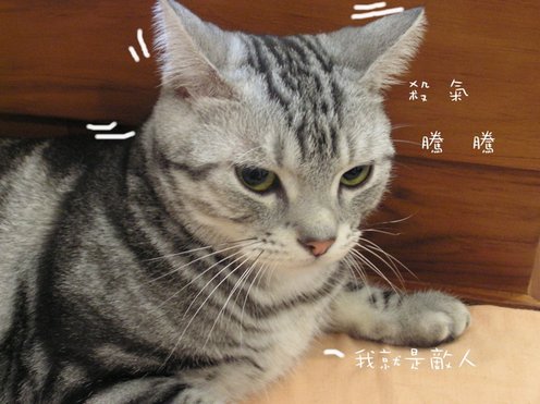 貓咪 (28).jpg