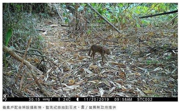 台灣瀕危動物石虎數量僅存不到500隻/「石虎田」， 堅持不噴