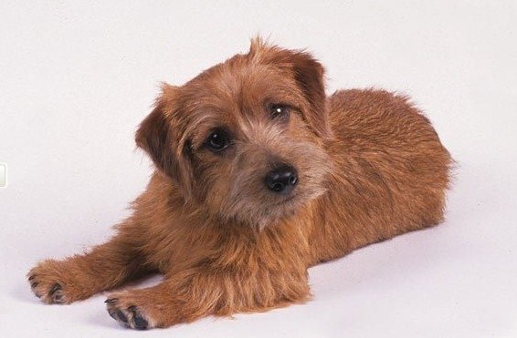 捕鼠神器/諾福克㹴犬本就屬於小型獵犬，幾乎不用訓練，就能有效