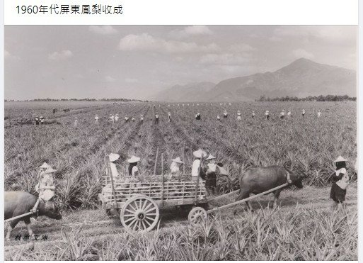 香蕉和鳳梨+「台農23號」芒果鳳梨/對中國而言一切行銷都是政