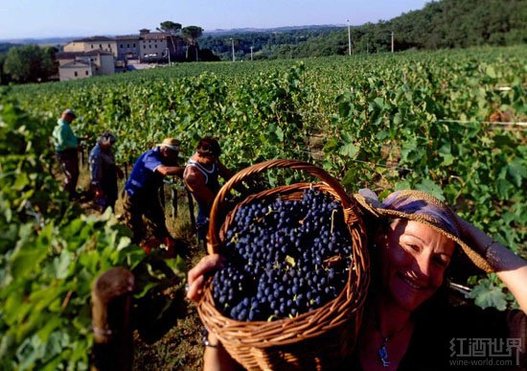 01-vineyard-workers-140626