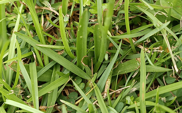 。小吳植物園 - 21蘭科4月 - 14綬草蘭花