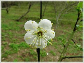 杜鵑茶花公園_119.JPG