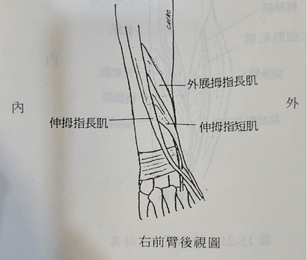 解剖鼻煙盒.png