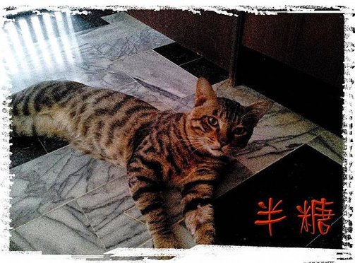 [動物溝通回饋７4，貓/協尋成功]__半糖回家後我的心才完整～