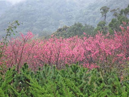 【台北旅遊】楓樹湖-2016年3月櫻花盛開、水蓮花