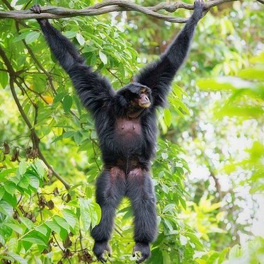 siamang-hanging-trees-malaysia-820x820.jpg