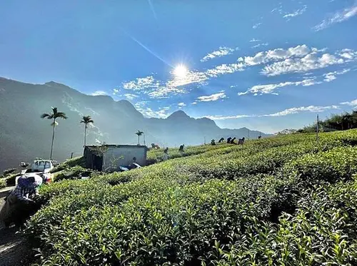 【沐正農場_阿里山高山茶】茶葉在不同季節、茶區、海拔高低的差