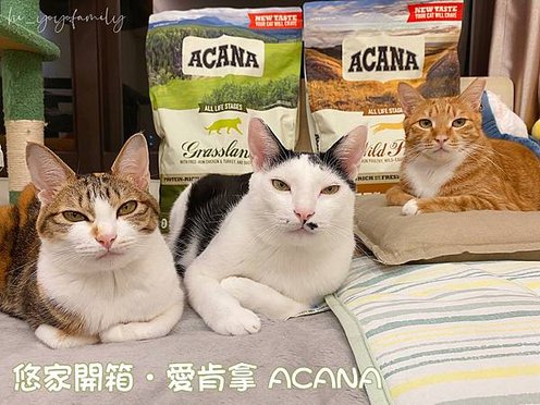 寵物日記｜【愛肯拿ACANA】愛肯拿無穀配方貓飼料推薦｜愛肯