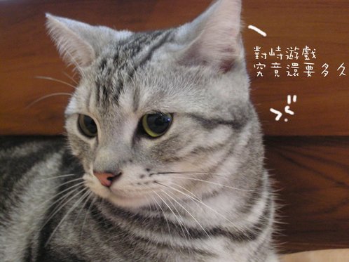 貓咪 (29).jpg
