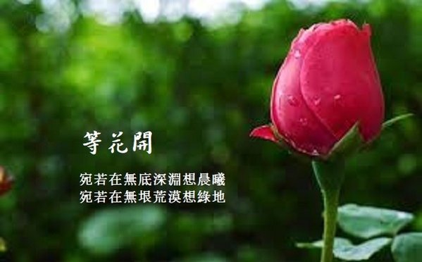 玫瑰花苞