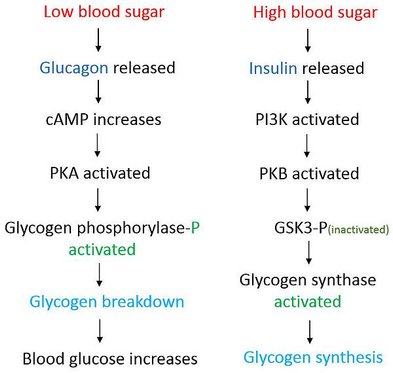 PKA PKB glycogen