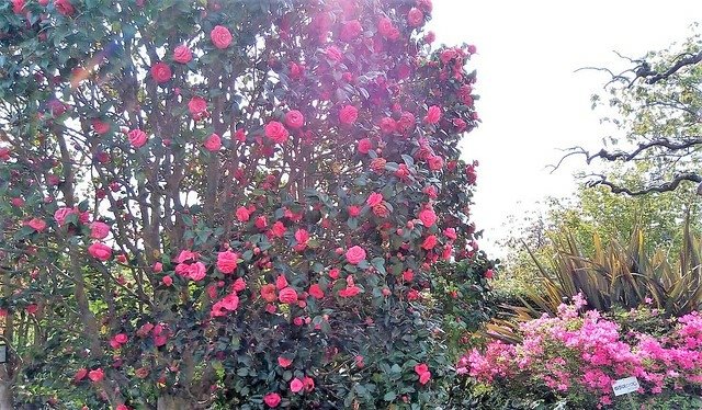 濱松花卉主題公園 (19)