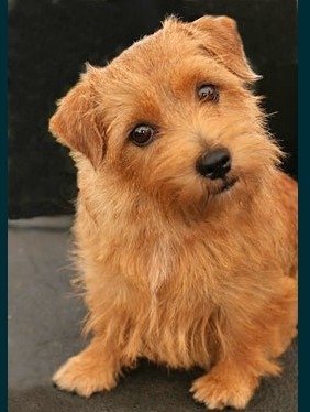 捕鼠神器/諾福克㹴犬本就屬於小型獵犬，幾乎不用訓練，就能有效