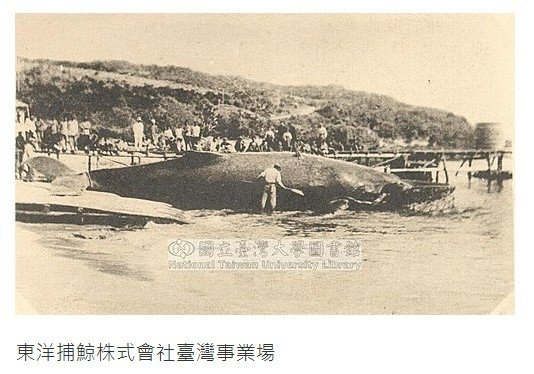 台灣的捕鯨歷史1920-1942-當時的台灣總督府或許是具永