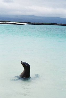 16 格蘭特港的小海獅.jpg