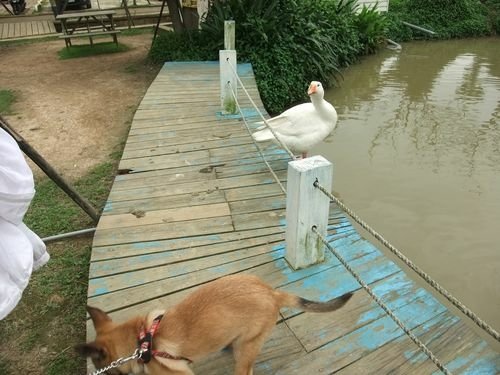 狗狗出遊〉桃園觀音．向陽農場．親子