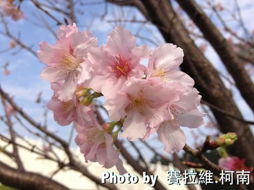 sakura