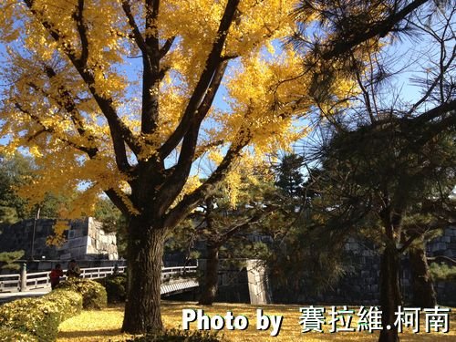 Ginkgo