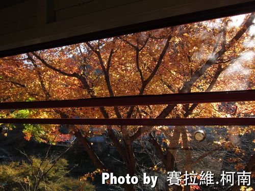 maple