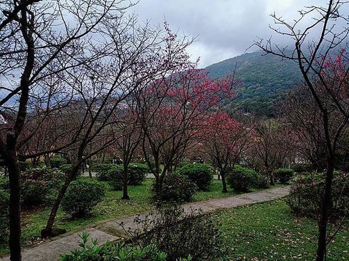 1月27 陽明山平菁街櫻花步道3.jpg