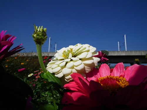 DSCF4533