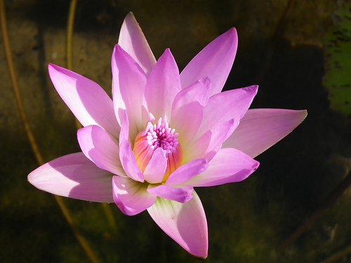 DSCF4598