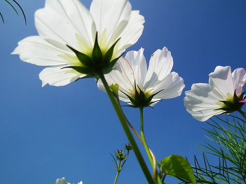 DSCF4542
