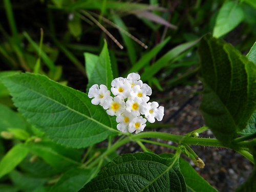 DSCF3477