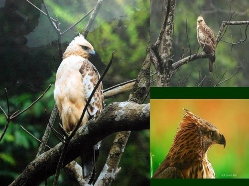 「熊鷹」是排灣族與魯凱族人部落傳說中祖先的化身，同時也是頭目