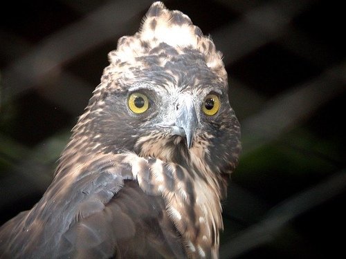 「熊鷹」是排灣族與魯凱族人部落傳說中祖先的化身，同時也是頭目