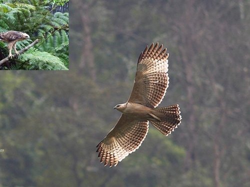 「熊鷹」是排灣族與魯凱族人部落傳說中祖先的化身，同時也是頭目
