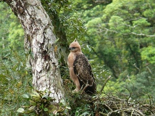 「熊鷹」是排灣族與魯凱族人部落傳說中祖先的化身，同時也是頭目