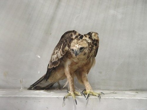 「熊鷹」是排灣族與魯凱族人部落傳說中祖先的化身，同時也是頭目