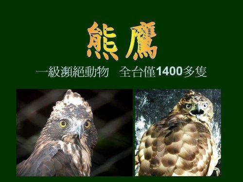 「熊鷹」是排灣族與魯凱族人部落傳說中祖先的化身，同時也是頭目