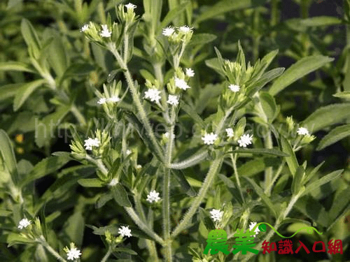 stevia甜葉菊，甜菊葉“甜菊糖”是一種低熱量“糖中之王”