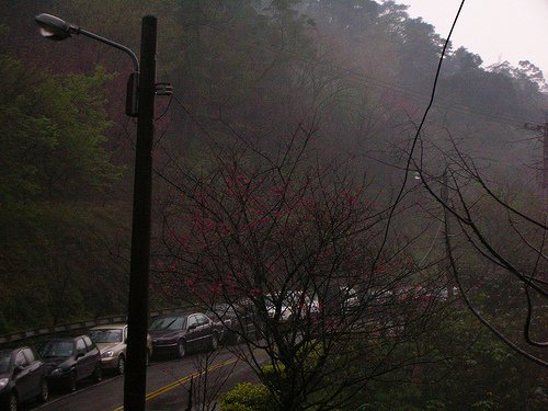 環山路上的櫻花