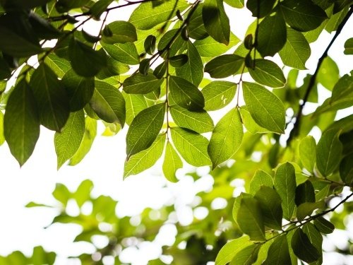 Leaves That Are Green(輕清唱by so