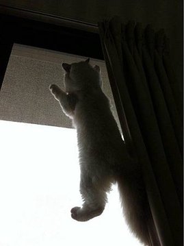 猴子萌.jpg
