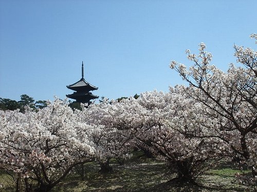 京都仁和寺2